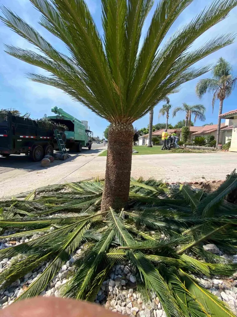 new era tree service 007 1 in Bakersfield Califonia